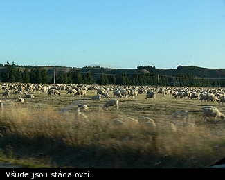 Všude jsou stáda ovcí..